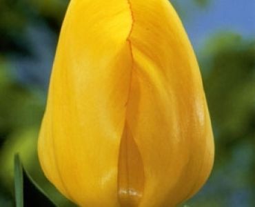 Лале Golden Apeldoorn 